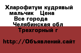 Хларофитум кудрявый мальчик › Цена ­ 30 - Все города  »    . Челябинская обл.,Трехгорный г.